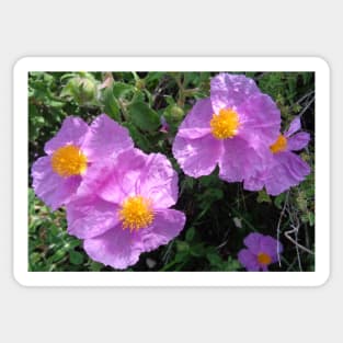 Wild Mountain Cistus Sticker